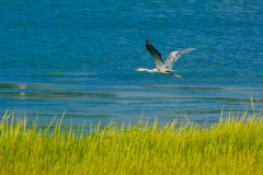 PEI Herons