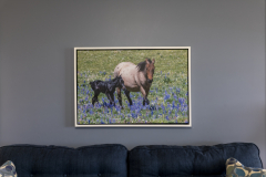 Wild Mare and Colt in Lupines