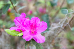 Bonaventure Cemetery Azalea II