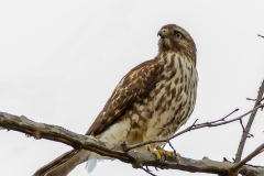 Cades Cove Red Shouldered Hawk