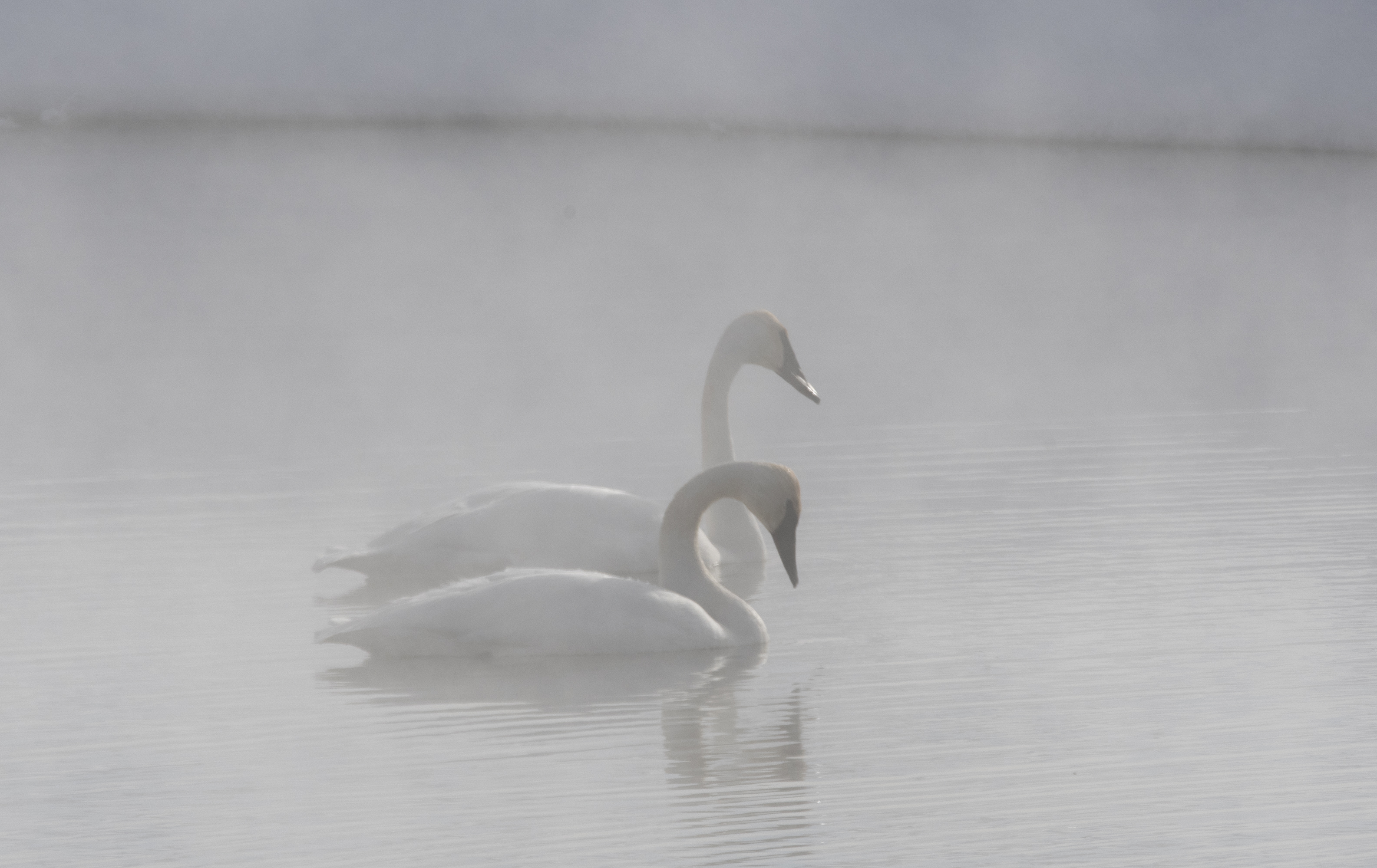 Swans-Marcy-2