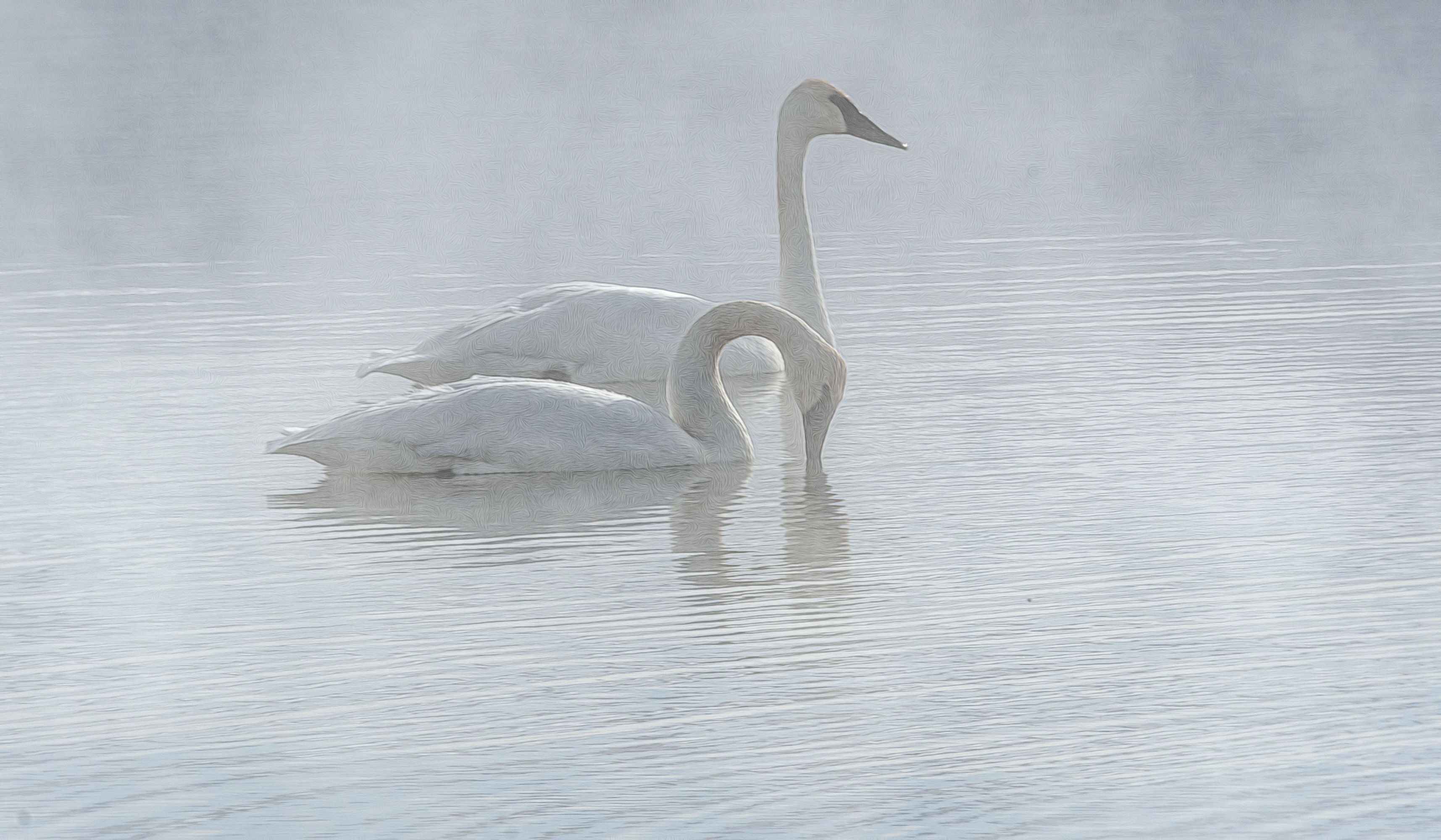 Swans-Marcy-3