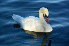 Swan on Lake Lucerne