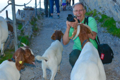 Goats on Mt. Pilatus