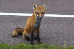 PEI Fox