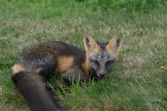 PEI Fox
