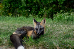 PEI Fox