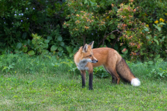 PEI Fox