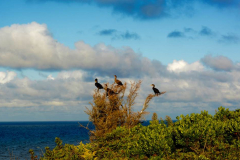 Cormorants