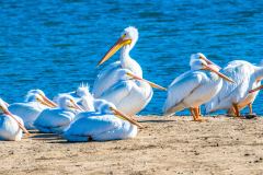 White Pelicans