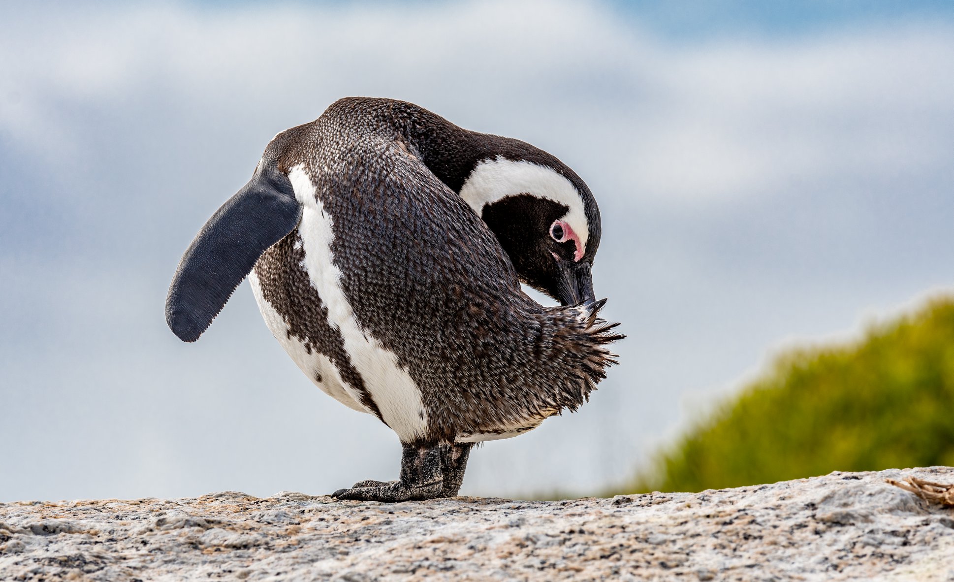 Penguin_11