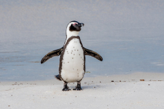 Penguin_01