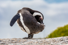 Penguin_11
